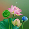 15898632 summer sunflower yy 1748934852
